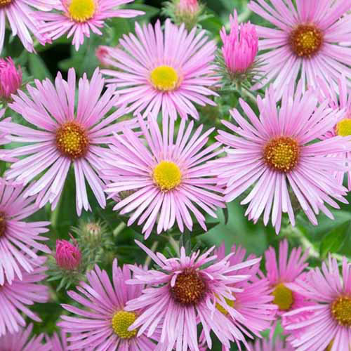 Μια κοντινή τετραγωνική εικόνα του 'Wood's Pink' Asters που αναπτύσσονται στον κήπο.